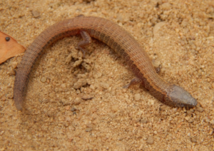 lagarto da espécie Colobosauroides cearensis