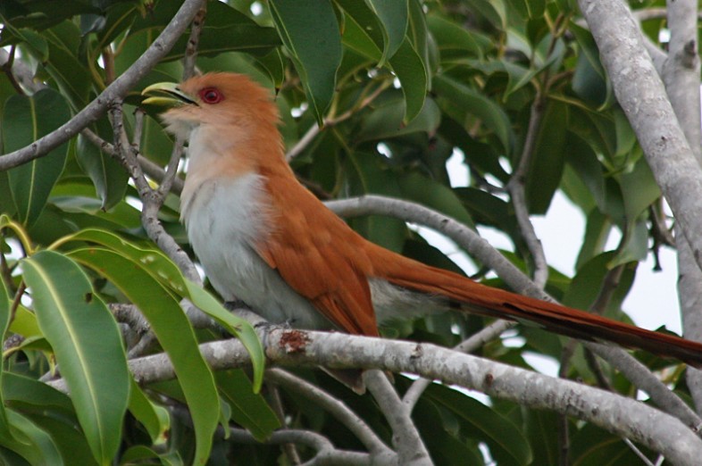 Aves Do Campus Do Pici Prefeitura Especial De Gestão Ambientalufc Infra 