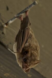 morcego da espécie Glossophaga soricina