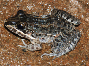 sapo da espécie Leptodactylus macrosternum